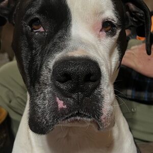 TRADE Black and White Dog Collar